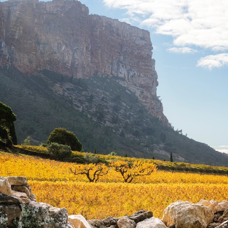 domaine viticole à Cassis